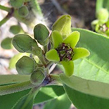 Raphionacme sp